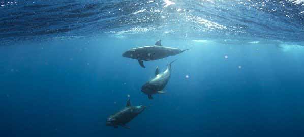 Dolphins Zanzibar