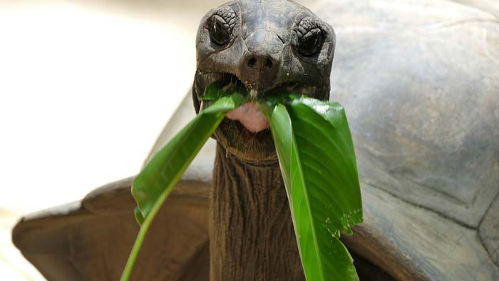 Giant tortoises on Prison Island zanzibar