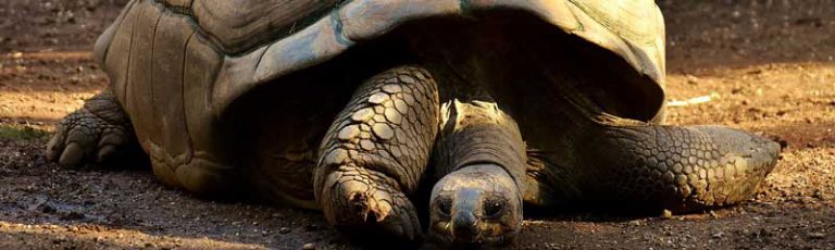 giant tortoises
